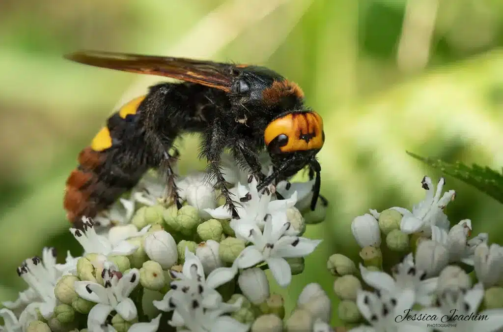 Scolie des jardins : votre alliée inattendue en juin pour un jardin équilibré