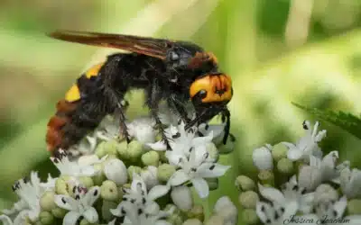 Scolie des jardins : votre alliée inattendue en juin pour un jardin équilibré