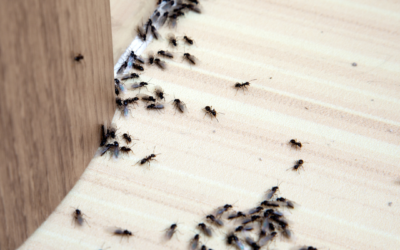 Combattez les Fourmis Charpentières à Paris avec Hygiène Nuisibles