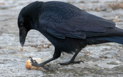 Corneille Noire ou Corbeau ? Découvrez le Ciel Noir de Paris