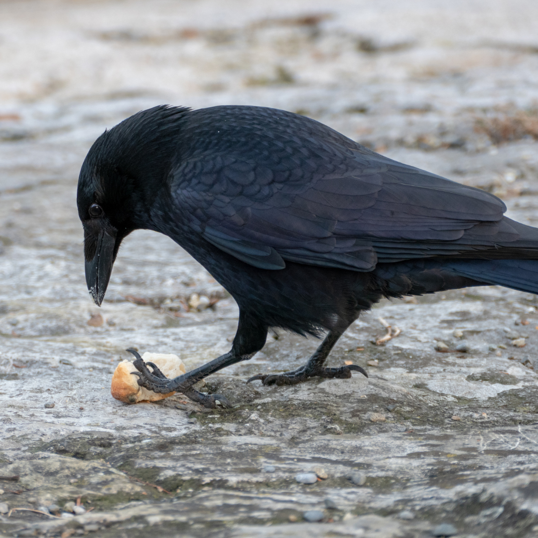 Corneille Noire et Corbeau