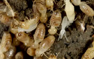 L’invasion Silencieuse : Contrôlez les Termites à Paris avec Hygiène Nuisibles