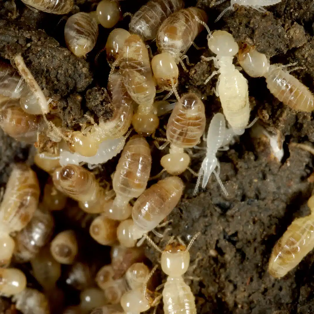 Contrôle termites à Paris