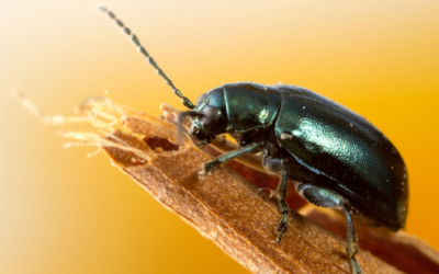 Altises, jardinage, nuisibles, protection du jardin, lutte contre les nuisibles, prévention des nuisibles