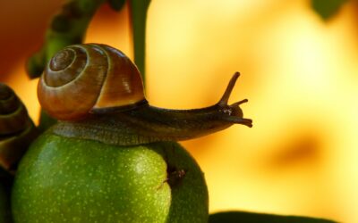 Comment maintenir un environnement sans nuisibles dans votre restaurant