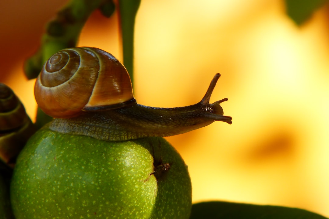 Pest-free Restaurant Environment