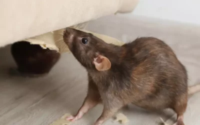 La Surpopulation des Rats à Paris