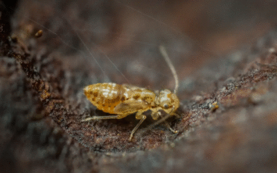 Les psoques à la maison : Identification, gestion et prévention