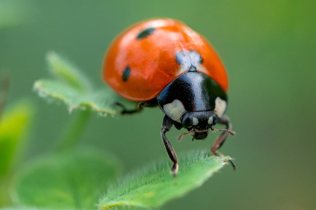 Benefits of Cryogenic Treatment for Bed Bug Removal