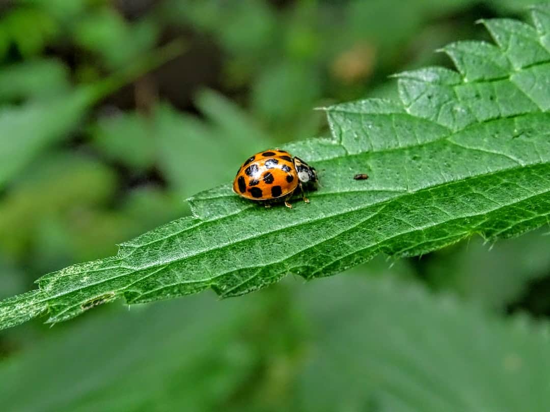 Bed Bug Control for Aerospace Industry