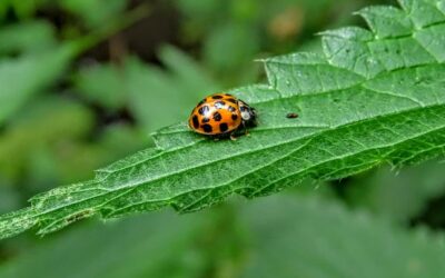 Les Signes Indiquant une Infestation de Punaises de Lit