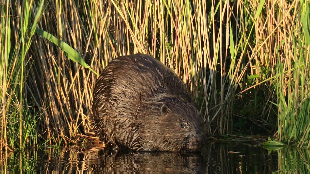 Choosing Rodent Control