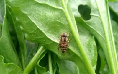 Désinsectisation : les mesures préventives pour éviter les infestations de nuisibles