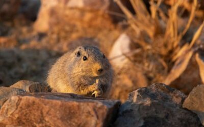 Les Maladies Transmises par les Rats : Protégez votre Famille et Vos Animaux de Compagnie