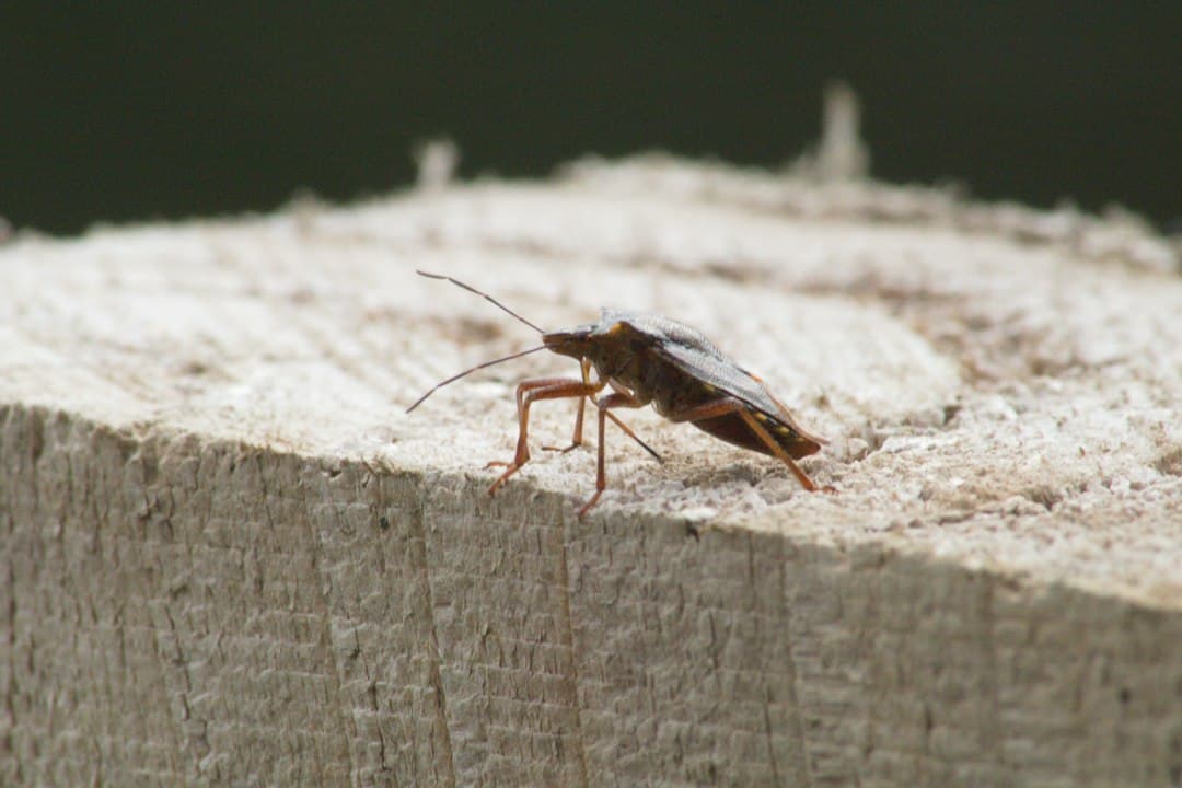 Cockroach Removal Guide