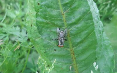 Les solutions de lutte antiparasitaire les plus efficaces pour votre maison