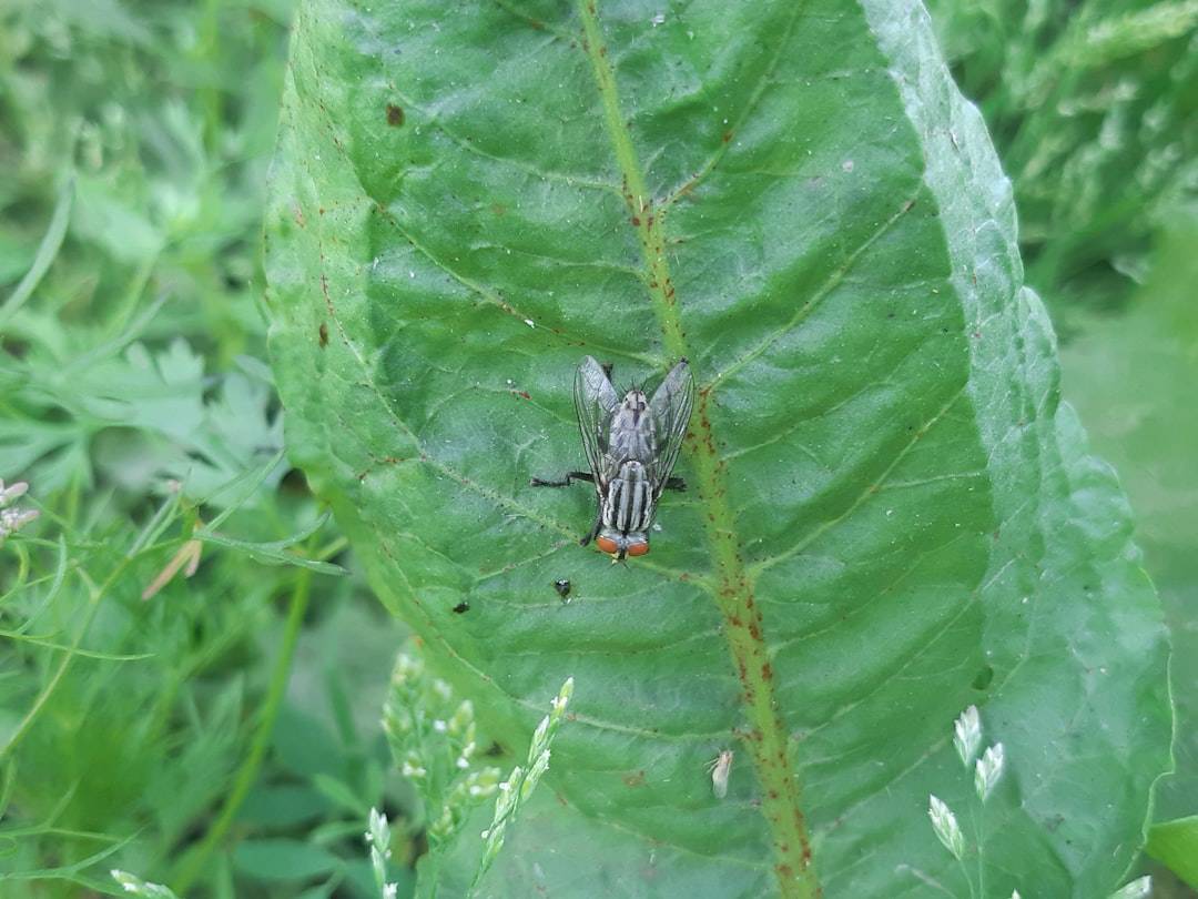Effective Home Pest Control Solutions