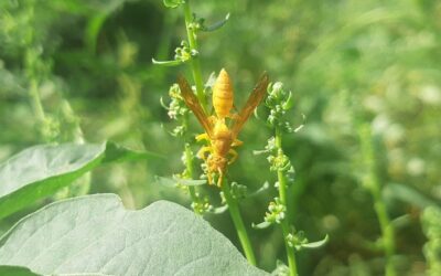 Les Nuisibles dans le Jardin : Comment Protéger Vos Plantes et Vos Récoltes