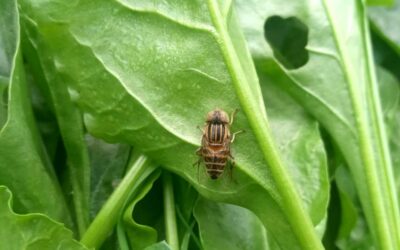 Comment prévenir les infestations de nuisibles dans votre hôtel