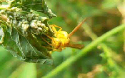 Comment prévenir les infestations de nuisibles et garantir la satisfaction des résidents