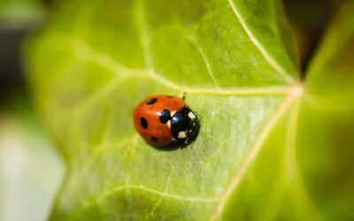 Conseils pour prévenir les infestations de nuisibles dans les hôtels