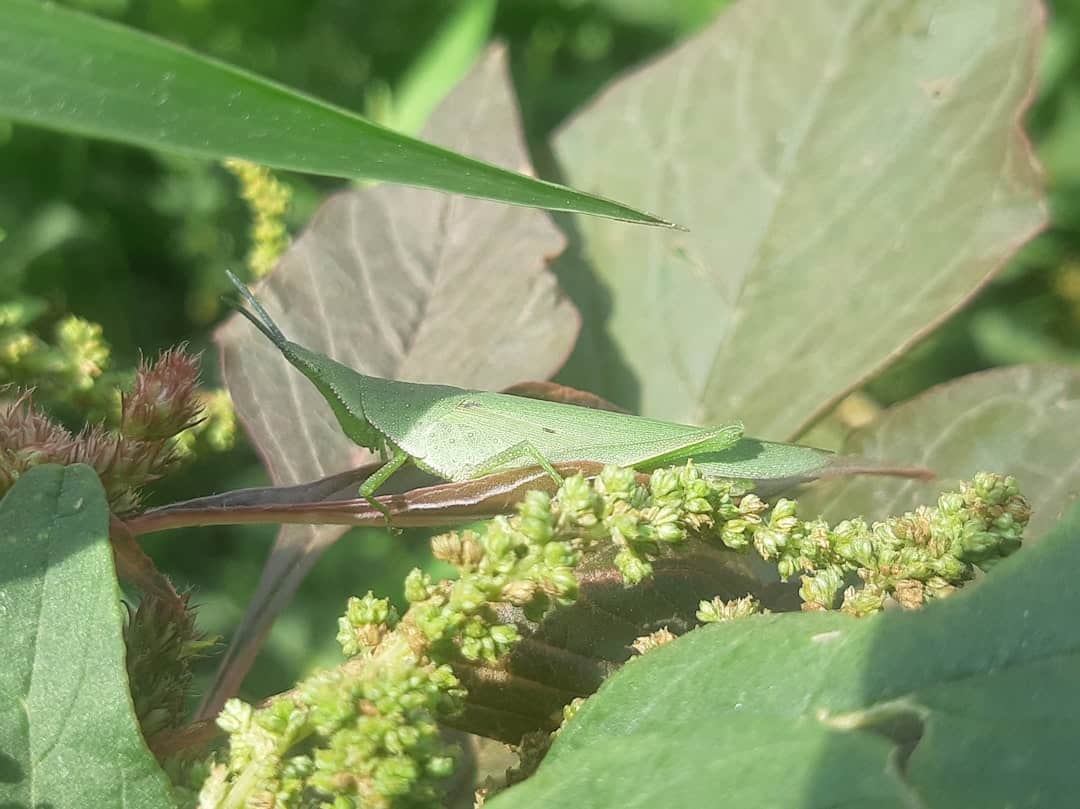 Safe Pest Control