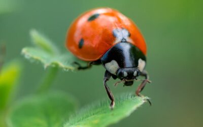 Pest Control 101 : Tout ce que vous devez savoir sur les punaises de lit