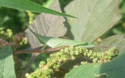 Les mesures de désinsectisation pour maintenir un environnement sans nuisibles dans les hôtels