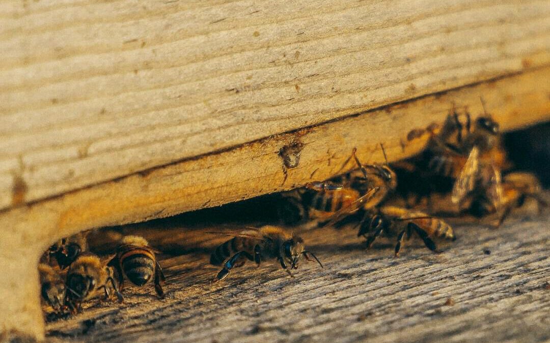 Comment protéger votre restaurant des punaises de lit et des problèmes d’hygiène