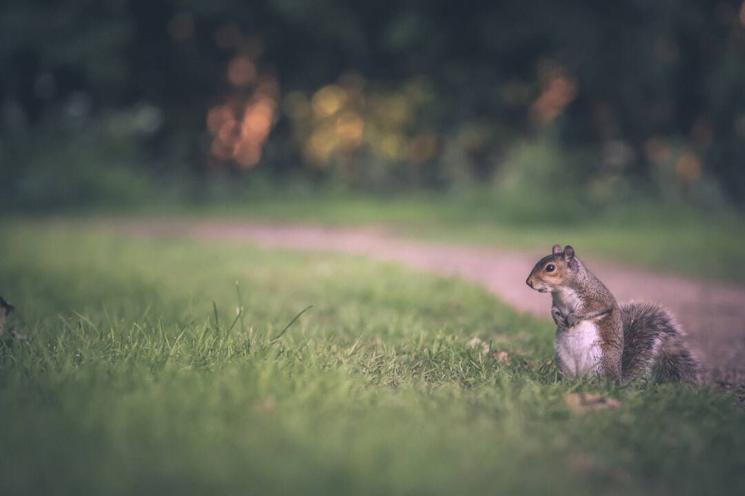 Rodent control for restaurateurs