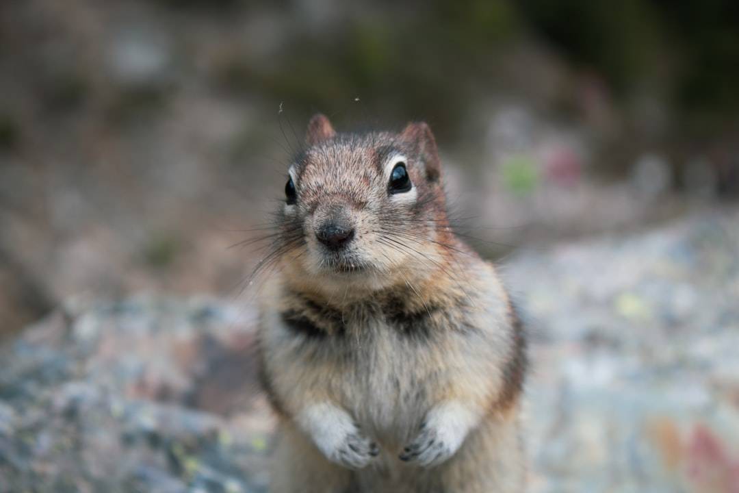 Rodent Infestation Protection