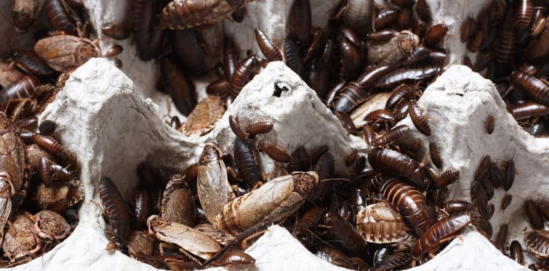 Bed Bugs in Business