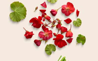 Comment se protéger efficacement des moustiques ? Solutions naturelles et produits recommandés
